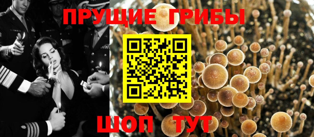 Псилоцибиновые грибы GOLDEN TEACHER Бердск